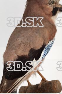 Jay - Garrulus glandarius 0012